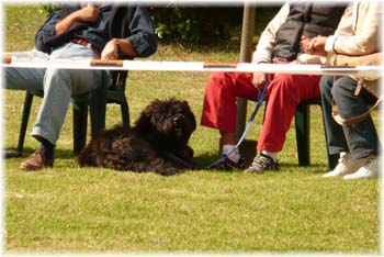 Elevage du CLOS DE LA LUETTE - COPYRIGHT DEPOSE